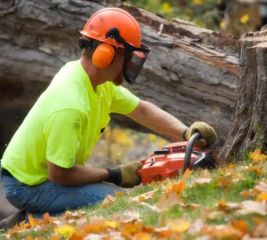 tree services Mount Healthy